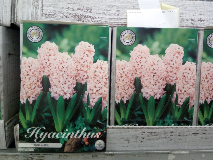 Hyacinthus   ...flowerbulbs