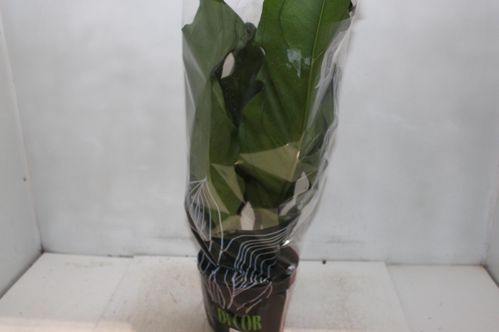 <h4>ANTHURIUM PLOWMANII P19</h4>