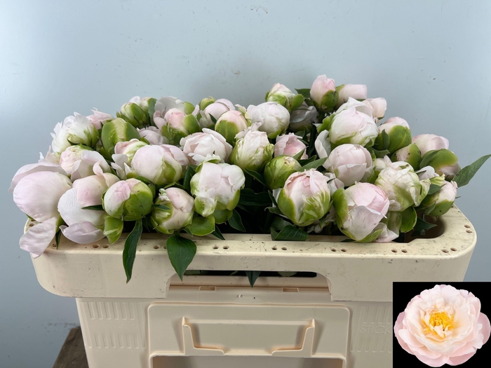 <h4>PAEO L MISS AMERICA</h4>