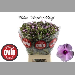Phlox P Bri Missy