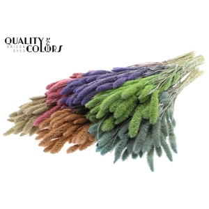 Setaria per bunch Mixed colours Frosted