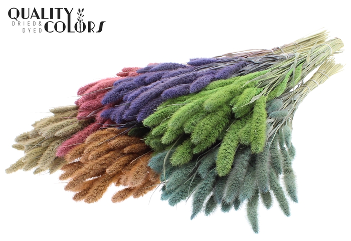 <h4>Setaria per bunch Mixed colours Frosted</h4>