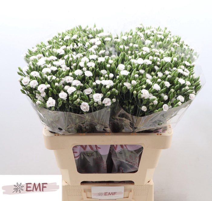 <h4>DI RAFFINE LOIS</h4>