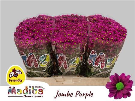 Sant Mad Jombe Purple