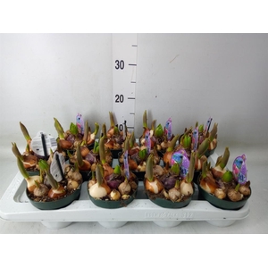 Bolbloemen   ...mix in pot