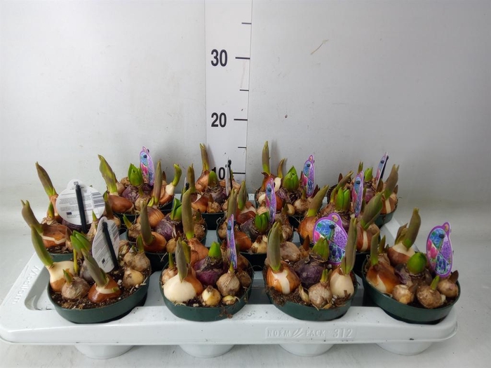 <h4>Bolbloemen ...mix in pot</h4>