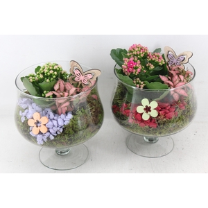 arr2 PL - Glas op voet x6 - bordeaux/lila