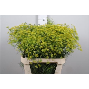Anet Graveolens