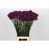 Allium sphaerocephalon