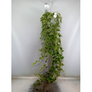 Hedera helix 'Goldchild'