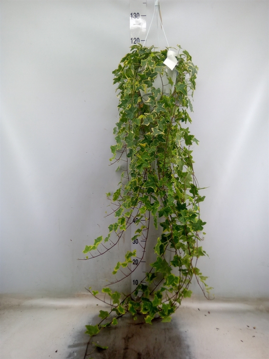 <h4>Hedera helix 'Goldchild'</h4>
