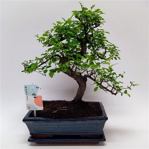 Zelkova S-shape Bonsai Traditional 25 cm + Schotel