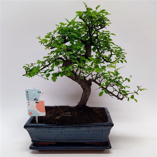 <h4>Zelkova S-shape Bonsai Traditional 25 cm + Schotel</h4>