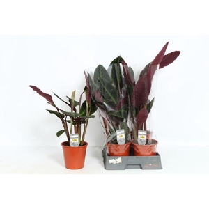 !! PROMO !! CALAT WARSCEWICZII P19 70CM