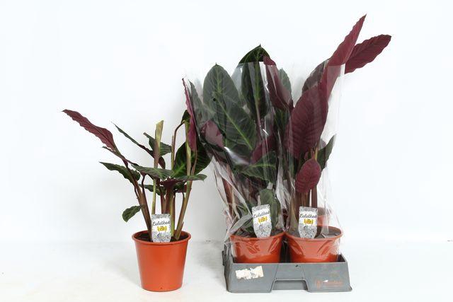 <h4>!! PROMO !! CALAT WARSCEWICZII P19 70CM</h4>