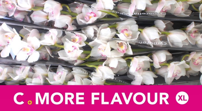 <h4>CYMB T KILIMANJARO</h4>