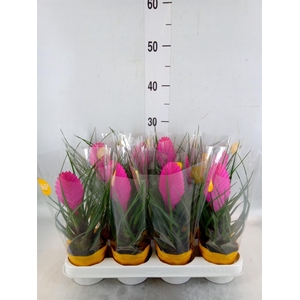 Tillandsia cyanea 'Vincent'