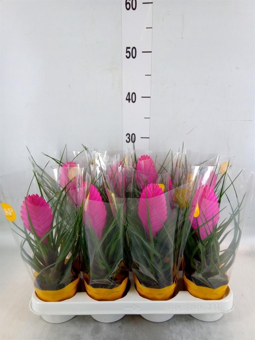 <h4>Tillandsia cyanea 'Vincent'</h4>