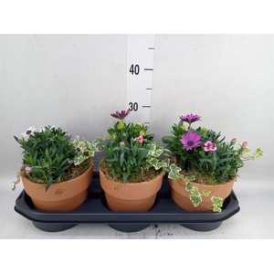 Arr.   Tuinplanten L%