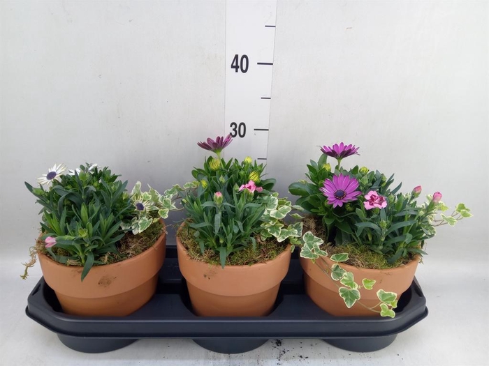 <h4>Arr.   Tuinplanten L%</h4>