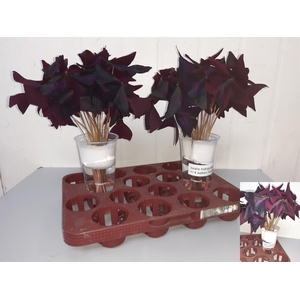 OXALIS TRIANGULARIS