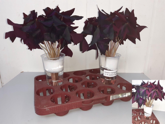 <h4>OXALIS TRIANGULARIS</h4>