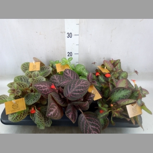 Episcia   ...