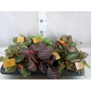 Episcia   ...