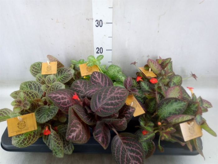 <h4>Episcia   ...</h4>