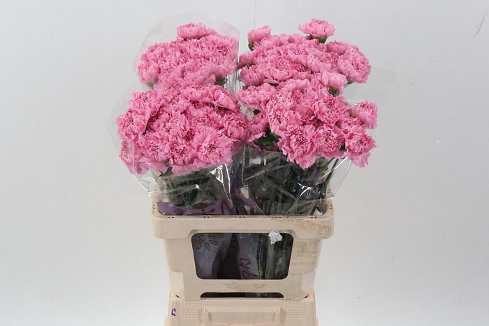 <h4>Di St Lotus EMF</h4>