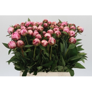 Paeonia Sarah Bernhardt