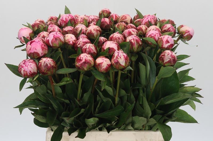 <h4>Paeonia Sarah Bernhardt</h4>
