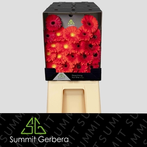 Germini Mix Dream Red Diamond