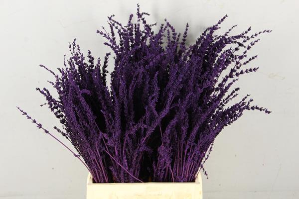 <h4>Df Lavender Bs Dark Lila</h4>