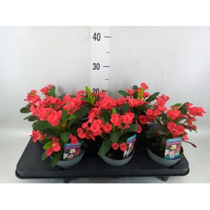 Euphorbia milii 'Maxi Olympia'