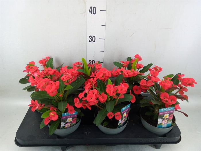 <h4>Euphorbia milii 'Maxi Olympia'</h4>