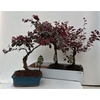 Bonsai Loro Chinense