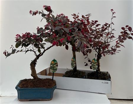 <h4>Bonsai Loro Chinense</h4>