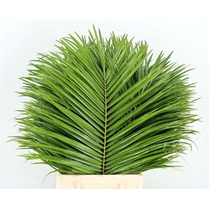 Phoenix Roebelenii 60 Cm Per Tak