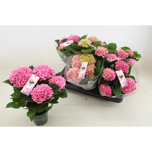 HYDR M MAG REVOLUTIO