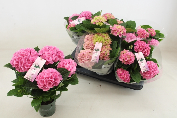 <h4>HYDR M MAG REVOLUTIO</h4>