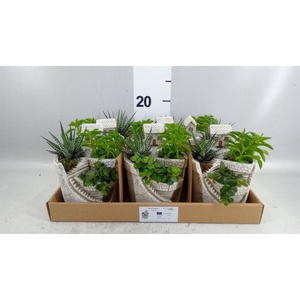 Arr.   Kamerplant Groen L%