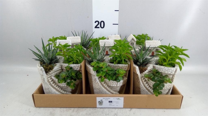 <h4>Arr. Kamerplant Groen L%</h4>