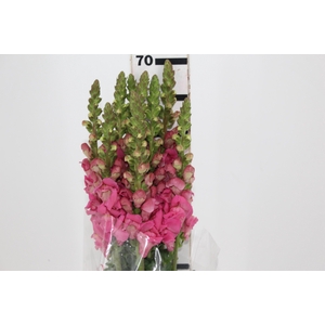 BOCA DE LEAO CALIMA PINK 070 CM PIN