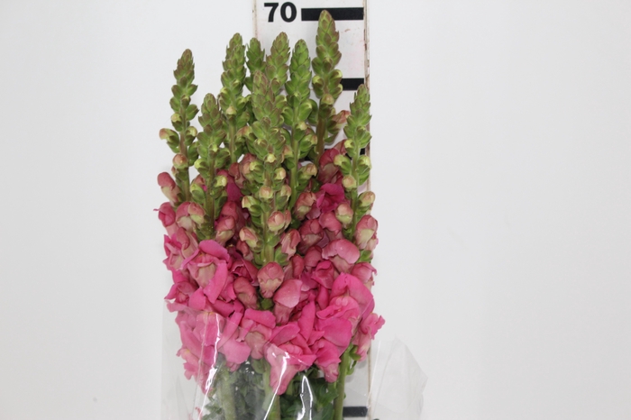 <h4>BOCA DE LEAO CALIMA PINK 070 CM PIN</h4>