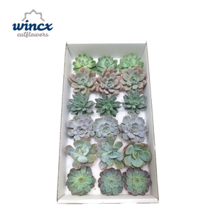 Echeveria Ice Mix (Wincx) Cutfl (6 Spcs)