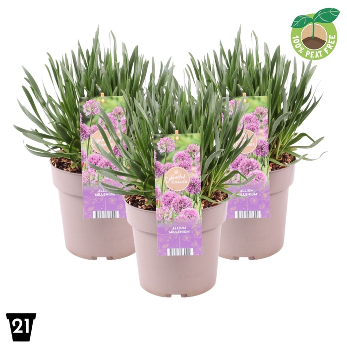 <h4>Allium Millenium</h4>