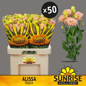 EUS G ALISSA PEACH
