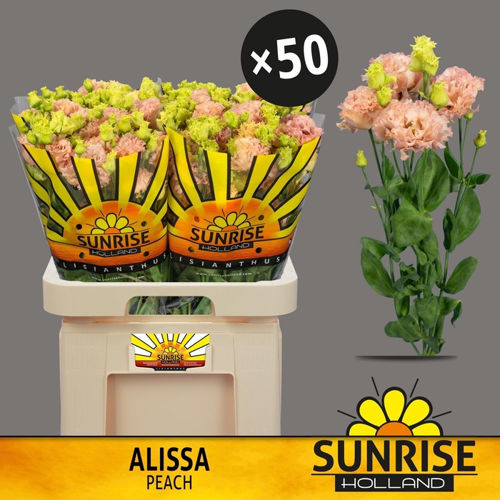 <h4>EUS G ALISSA PEACH</h4>