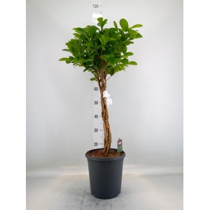 Ficus microcarpa 'Moclame'